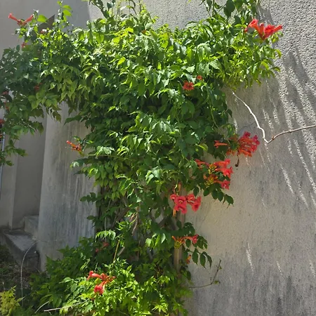 Hébergement de vacances Le Patio Des Charentes Sainte-Lheurine